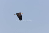 Bald Eagle 0I9I9982.jpg