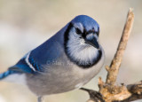 Blue Jay 0I9I1058.jpg