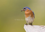 Eastern Bluebird _I9I6497.jpg