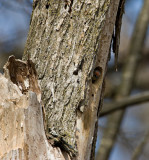 Red-bellied Woodpecker peeking out _I9I0413.jpg