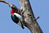 Red-headed Woodpecker _11R6487.jpg