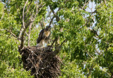 Red-tailed Hawk juv. at nest _I9I0688.jpg