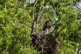 Red-tailed Hawk juv. at nest _I9I0692.jpg