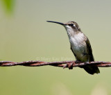 Ruby-throated Hummingbird _11R0799.jpg