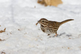 Song Sparrow _11R1928.jpg