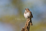 Song Sparrow _I9I5562.jpg