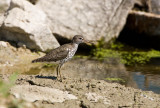 Spotted Sandpiper _11R9332.jpg