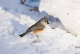 Tufted Titmouse  0I9I0653.jpg