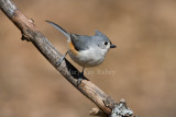 Tufted Titmouse _11R0835.jpg