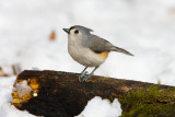 Tufted Titmouse _11R2364.jpg