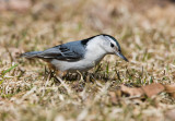 White-breasted Nuthatch _11R1041.jpg