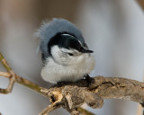 White-breasted Nuthatch _11R1868.jpg