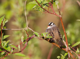 White-crowned Sparrow _11R7689.jpg