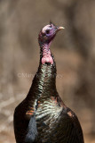 Wild Turkey _11R0877.jpg
