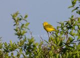 Yellow Warbler _11R8006.jpg
