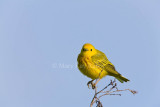 Yellow Warbler _11R8042.jpg