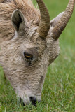 Bighorn Sheep _H9G0807.jpg