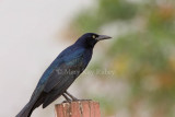 Great-tailed Grackle _I9I4343.jpg