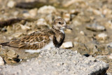 Ruddy Turnstone _I9I4957.jpg