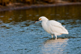 Snowy Egret _I9I4673.jpg