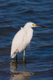 Snowy Egret _I9I6913.jpg