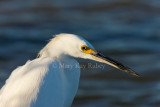 Snowy Egret _I9I7088.jpg