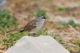 White-crowned Sparrow _11R7386.jpg