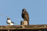 White-tailed Hawk juv _I9I7192.jpg