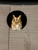 Eastern Screech Owl _I9I9109.jpg