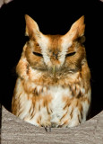 Eastern Screech Owl _I9I9111.jpg