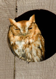 Eastern Screech Owl _I9I9314.jpg