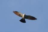  Mississippi Kite _MG_8264.jpg