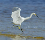 Snowy Egret 58FB3630.jpg