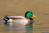 Mallard male _S9S3071.jpg