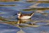 Wilsons Phalarope (WY)  _H9G8078.jpg