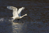 Tundra Swan Takeoff _H9G2104.jpg