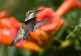 Ruby-throated Hummingbird _S9S5033.jpg