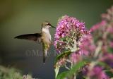 Ruby-throated hummingbird _H9G3805.jpg