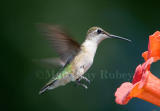 Ruby-throated hummingbird _S9S4422.jpg
