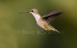Ruby-throated hummingbird _S9S6726.jpg