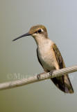 Ruby-throated hummingbird female _S9S6709.jpg