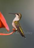 Ruby-throated hummingbird juv male _S9S6762.jpg
