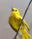 Yellow Warbler _S9S8447.jpg