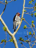 Red-naped Sapsucker _H9G8812.jpg