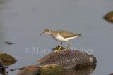 Spotted Sandpiper _S9S4992.jpg