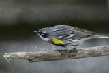 Yellow-rumped Warbler D4EC0523.jpg