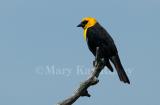 Yellow-headed Blackbird 58FB0391.jpg
