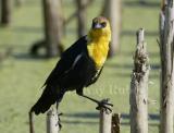 Yellow-headed Blackbird D4EC1214.jpg