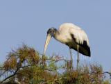 Wood Stork _H9G9386.jpg