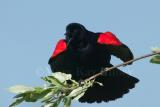 Red-winged Blackbird 58FB0605.jpg